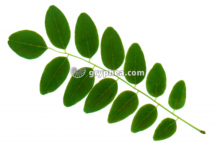 Robinier faux-accacia - Feuille (Robinia pseudoaccacia)  - gryphea.org